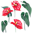 Set of anthurium flowers with leaves. Red flamingo flowers. Watercolor on white background. Isolated elements for design.