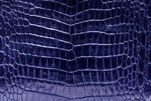 Glossy Blue Crocodile Skin Texture Background.