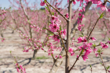 beautiful pink peach flowers petals and trees blooming on a spring sunny day