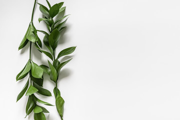 Two branches with green leaves on a white background