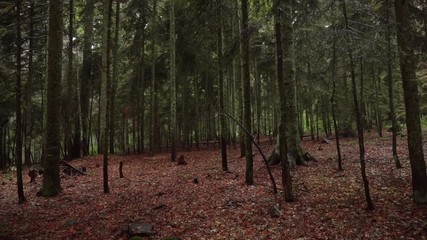 Wall Mural - mysterious forest covered with fallen red leaves in autumn / Purenli plateau duzce in turkey