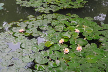 Wall Mural - Lotus et nénuphars 