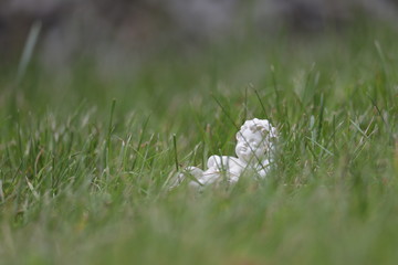 Statue on grass