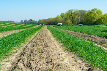 Harvesting of green asparagus on field with rows of ripe organic asparagus vegetables