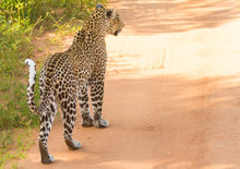 Leopard In Tsavo