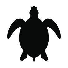 Professional Turtle Stock Photos - Public Domain Pictures - Page 1