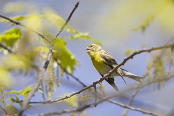 Wall Mural - An adult european serin (Serinus serinus)  perched on a tree branch in a city park of Berlin.In a tree with yellow leafs.