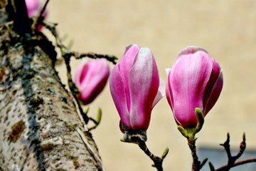 Two big pink buds on magnolia tree branch close up. Sunny april day in german garden.