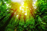 Fototapeta  - Tall trees in Basse Terre jungle under a warm sun at sunset