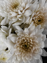 White Chrysanthemum