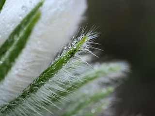 Tautropfen an der Frühlingsblume Küchenschelle, Pulsatilla vulgaris