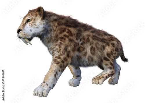 3D Rendering Sabertooth Tiger on White Poster Mural XXL