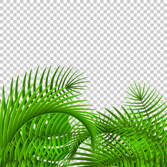 Wall Mural - Gree tropical plants on transparet background. Isolated palm leaves. 