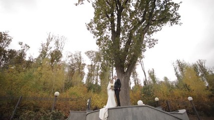 Wall Mural - Happy wedding couple stand in front of big tree. Background of forest