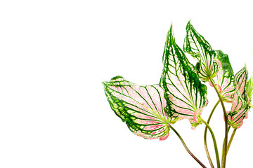 Taro leaves White background