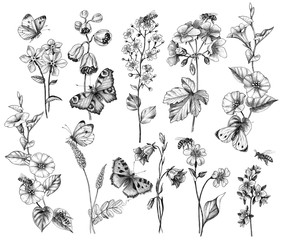 Wall Mural - Hand Drawn Wild  Flowers and Insects