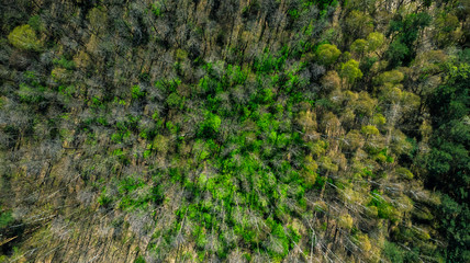 Canvas Print - Spring forest,top down aerial view