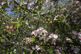 Fototapeta Las -  blooming apple tree in spring in the garden