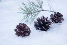 Pine Cones Are In The Snow