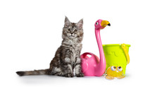 Amazing Fluffy Maine Coon Girl Cat Kitten, Sitting Facing Front Beside Toy Flamingo, Bucket And Crab. Looking Towards Camera. Isolated On White Background.