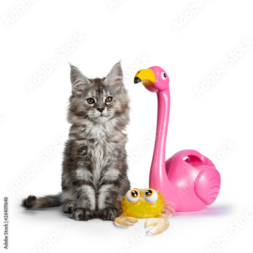 Amazing Fluffy Maine Coon Girl Cat Kitten Sitting Facing Front
