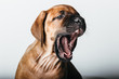 Hund Welpe der Rasse Rhodesian Ridgeback ist todmüde Rassehund gähnen seufzen sprechen bellen 