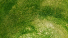 Aerial. Green Grass Texture Background.