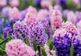 Large flower bed with multi-colored hyacinths, traditional easter flowers, flower background, easter background