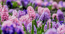 Large Flower Bed With Multi-colored Hyacinths, Traditional Easter Flowers, Flower Background, Easter Background