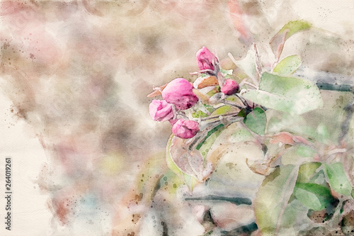 Naklejki jabłoni kwiaty  wiosenna-akwarela