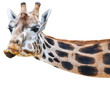 lustige Giraffe guckt quer ins Bild - isoliert