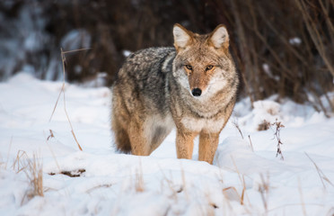  Coyote in the wild