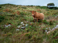 Brown Cow In A Field, West Coast Of Ireland,