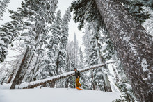 Single Skier Skies Through Tall Snowy Pines In Wyoming Backcountry