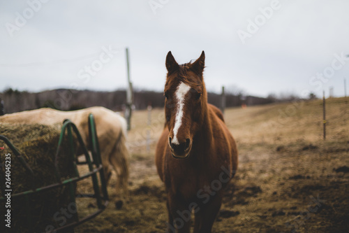 Brown Quarter Horse Standing In Field Near Horse Feeder Buy This