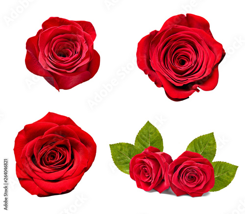 flower rose petal blosspm background