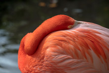 Pink Flamingo Wildlife Image - Beautiful Tropical Bird Resting With Head Buried In Feathers, Bright Saturated Colors, Incredible Feather Detail. Wading Bird In The Phoenicopteridae Family.