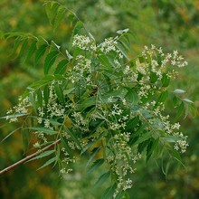 Azadirachta Indica, Commonly Known As Neem, Nimtree Or Indian Lilac