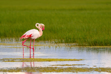 Nature and birds. Bird: Greater Flamingo. Phoenicopterus roseus. Green blue nature background.