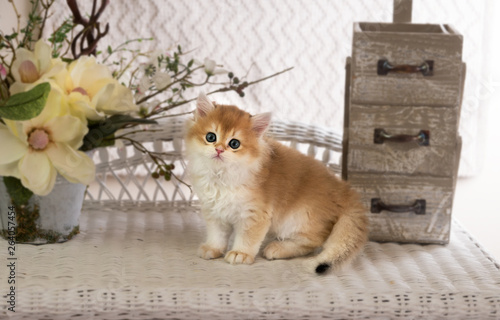 Beautiful Fluffy Kitten Of Breed British Shorthair With Green Eyes