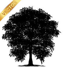 Wall Mural - tree silhouette isolated on white background.