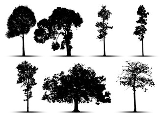 Wall Mural - tree silhouette isolated on white background.