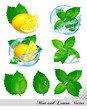 Collection of fresh mint and melissa leaves with lemon in splash of water. Vector set