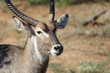 © Ludwig - Wasserbock / Waterbuck / Kobus ellipsiprymnus