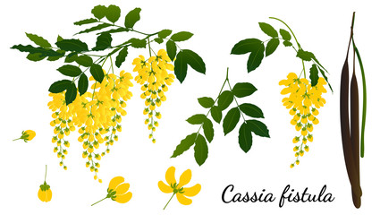 cassia fistula isolated on white background.