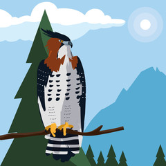 Poster - beautiful hawk in tree branch landscape scene