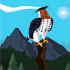 Poster - beautiful hawk in tree branch landscape scene