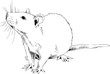 large sitting rat painted in ink on white background sketch
