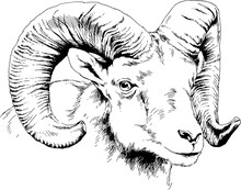 Mountain Sheep With Horns Ink-drawn Sketch By Hand, Objects With No Background