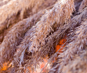 yellow wheat spica at autumn harvest festival close-up. background, holidays.